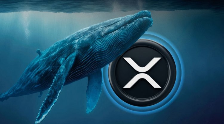 Wieloryby Akumulują XRP  Pomimo Spadku Ceny