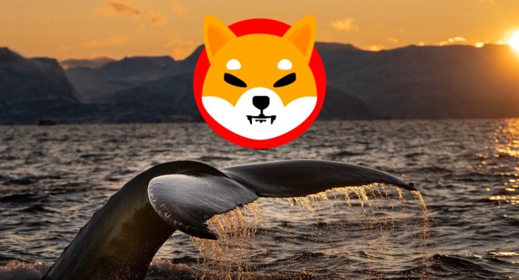 Shiba Inu : Spadek Aktywności Wielorybów