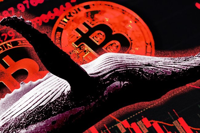 Wieloryb Traci Miliony na Memecoinie