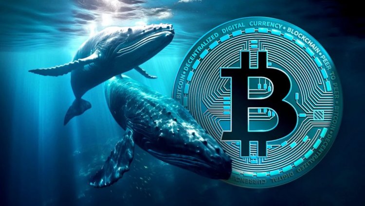 Wieloryby znów kupują BTC