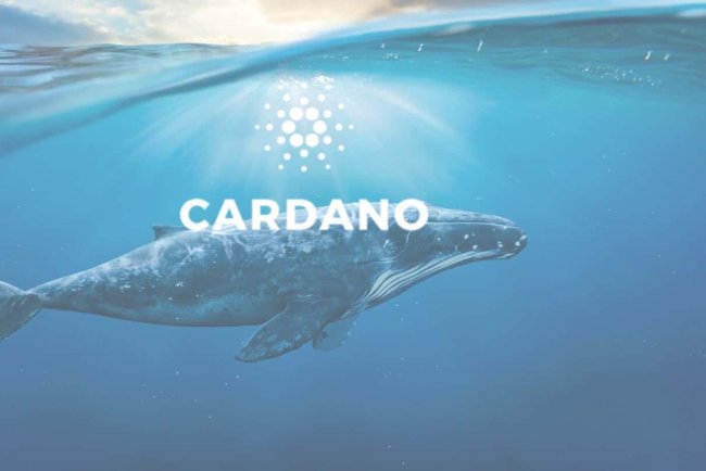Wieloryby Cardano wracają