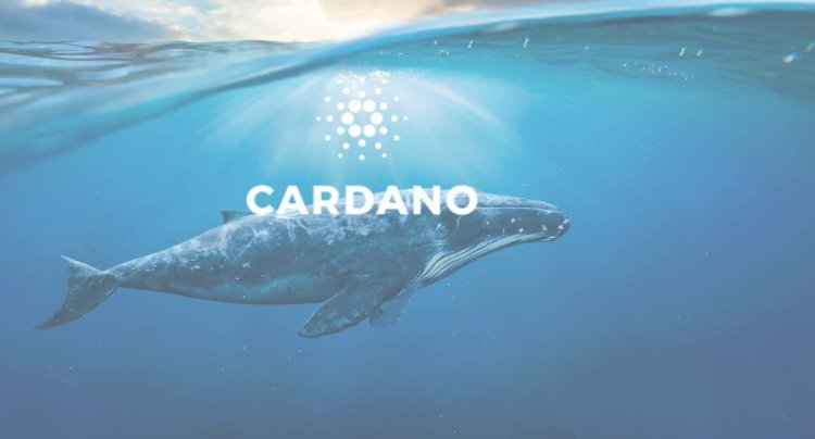 Wieloryby Cardano wracają