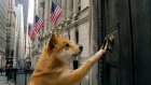 Dogecoin trafia na instytucjonalną infrastrukturę Paxos